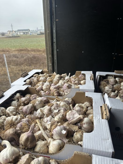 Certeficat de calitate usturoi si arpahic  pentru plantat