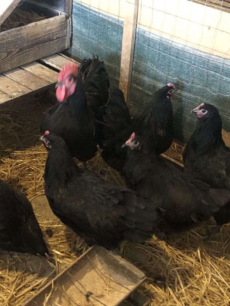 Oua Australorp pentru incubat