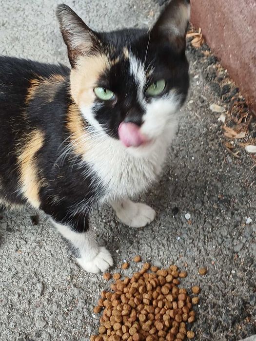 Женско котенце търси дом