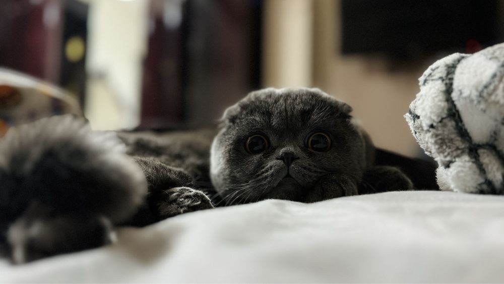 Вязка Скоттиш Фолд