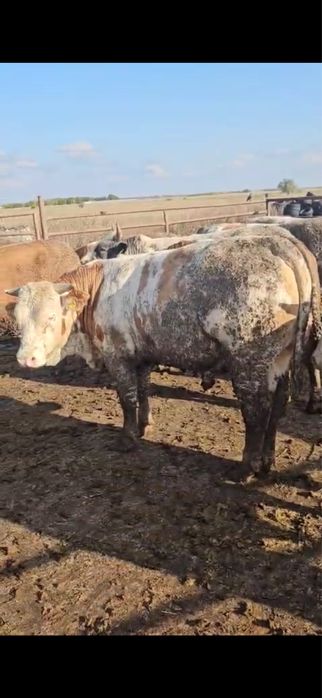 Disponibili in stoc 80 de vitei