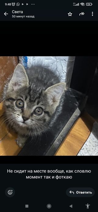 Котик девочка красавица