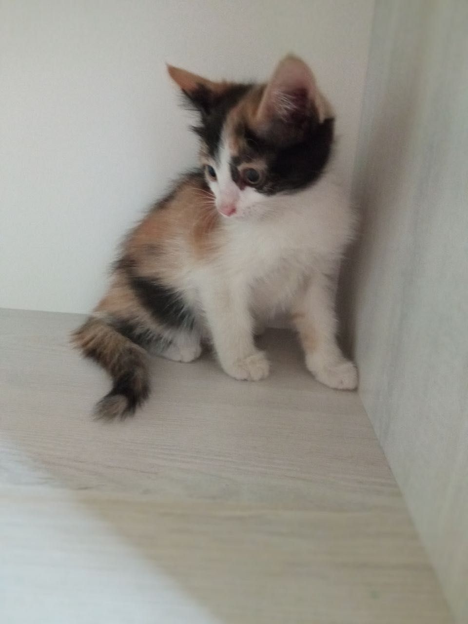 Отдадим котят в надежные руки!