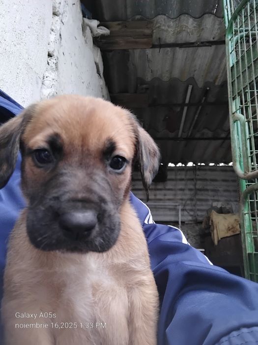 Donez cățeluși!         .