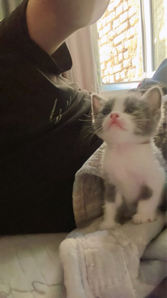Отдадим котят в хорошие руки