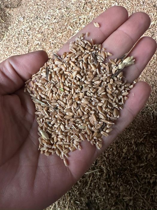 Кормовая пшеница