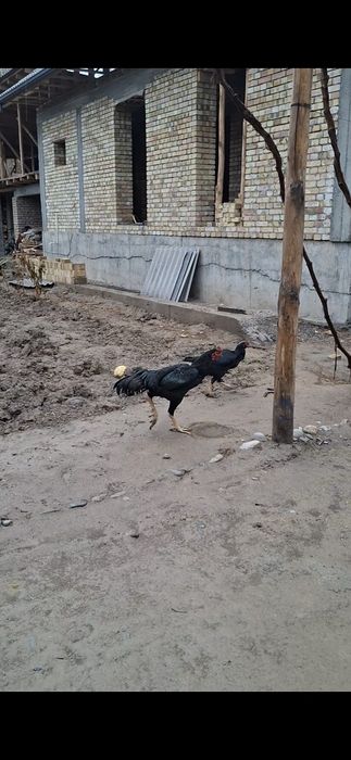 Xoroz makiyon, xoroz ishonchli oynasa xam buladi makkisi tuxumda