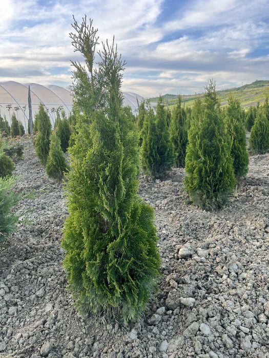 Tuia smaragd - arbusti ornamentali
