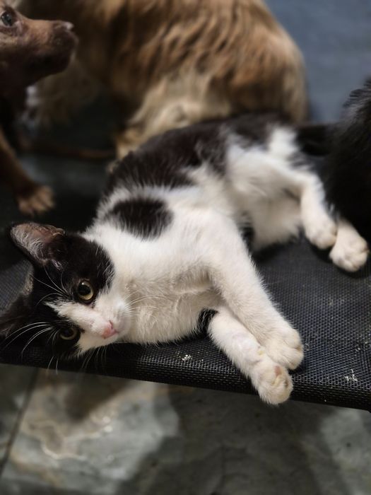 Pisicuță disponibilă gratuit pentru adopție