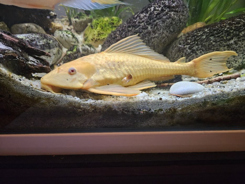 Pleco sanitar Plecostomus