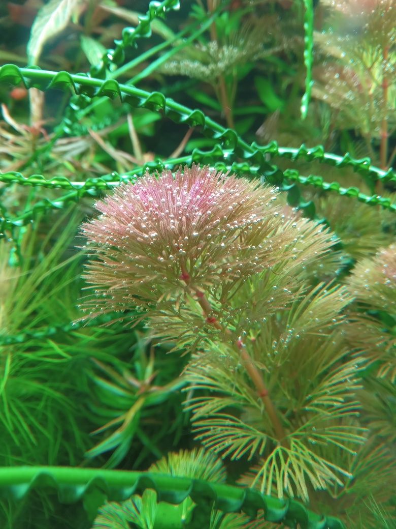Кабомба фурката, аквариумное растение