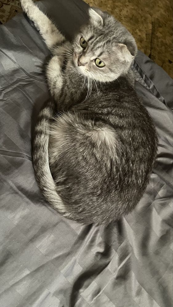 Кошка, кошка, кошка