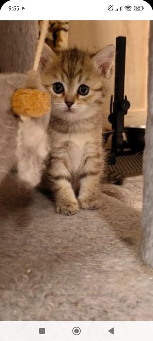 Шотландские  1 месяц 2 недели.Приучены.