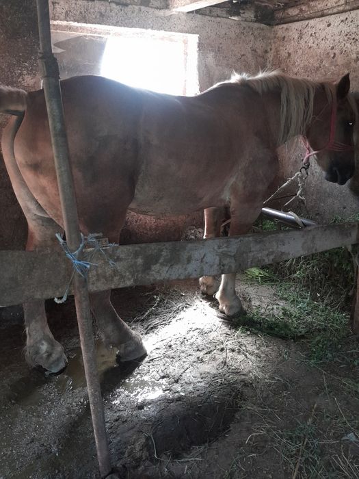 De vanzare iapa 9 ani