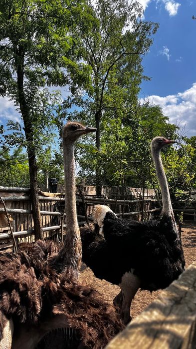 Vând familie struț