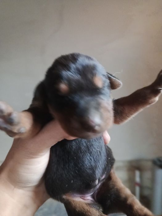 Faqat rialni oladganla narxi arzonligi sababi boqadganlaga sotladi