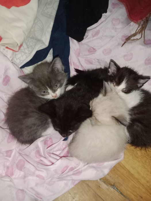 Отдаются котята.
