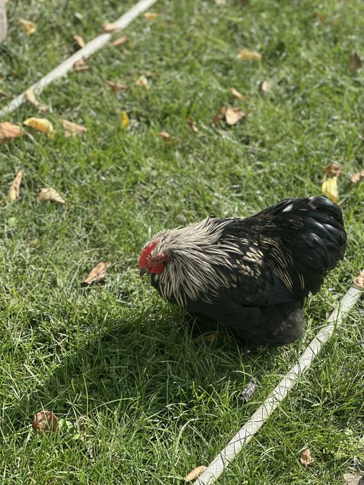 Vand gaini si cocosi cochinchina