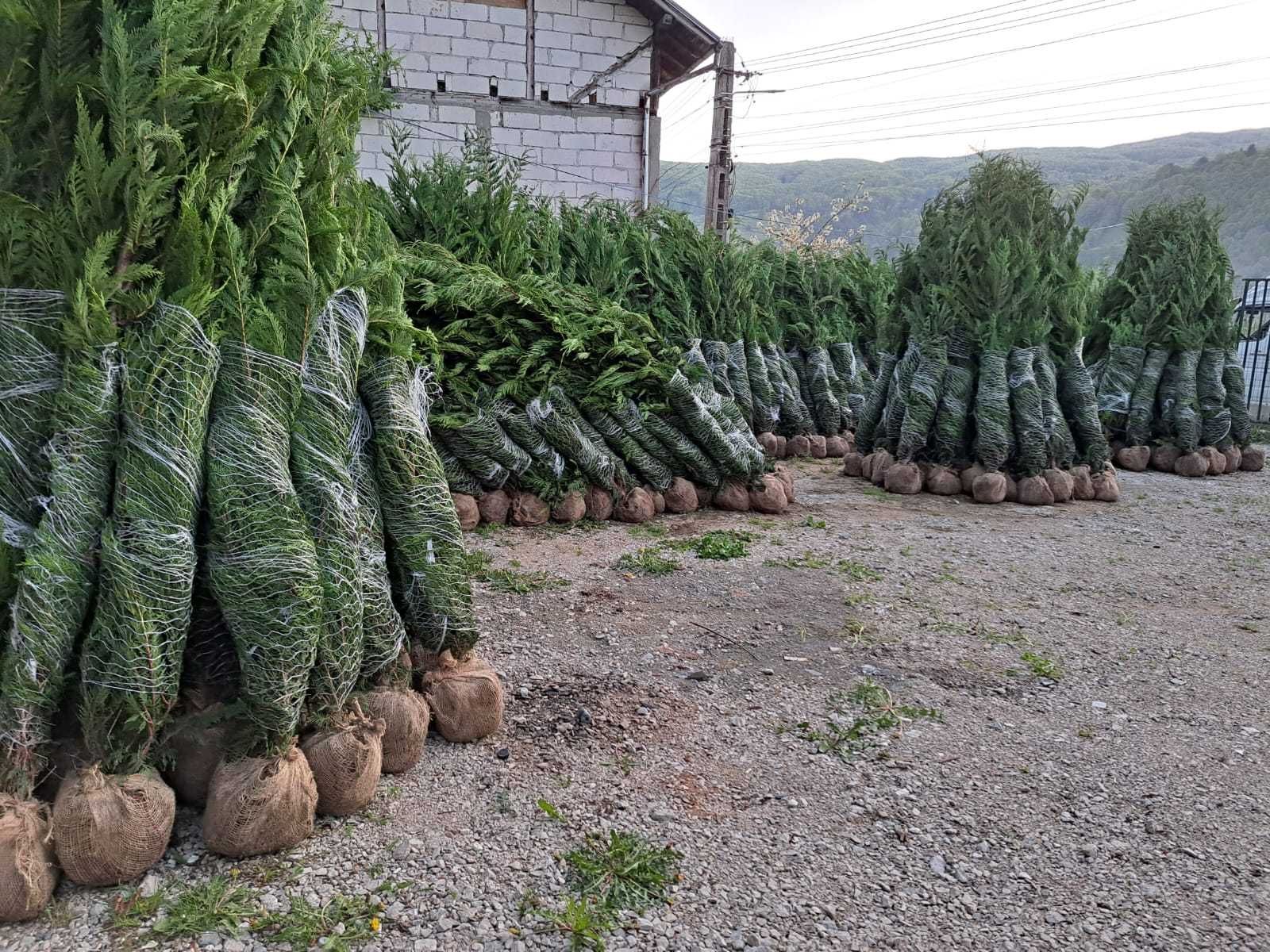 Leylandii Cupressocyparis Plante ornamentale