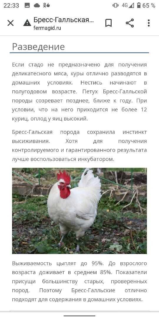 Куры Брессгальские семейка продам.