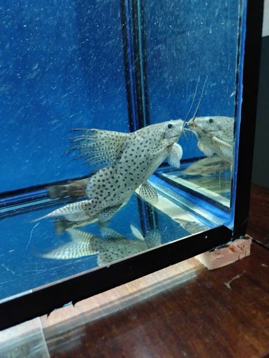 Продаются аквариумные рыбки