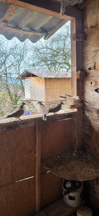 Turturele  cauta casa noua