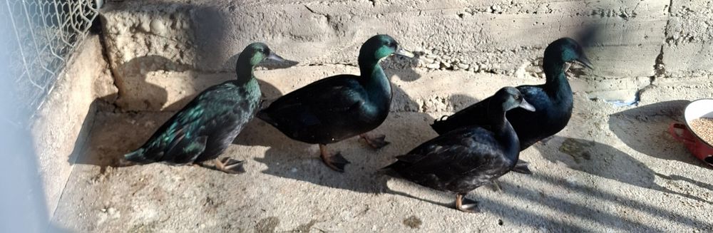 Rațe Smarald, Trimit în țară