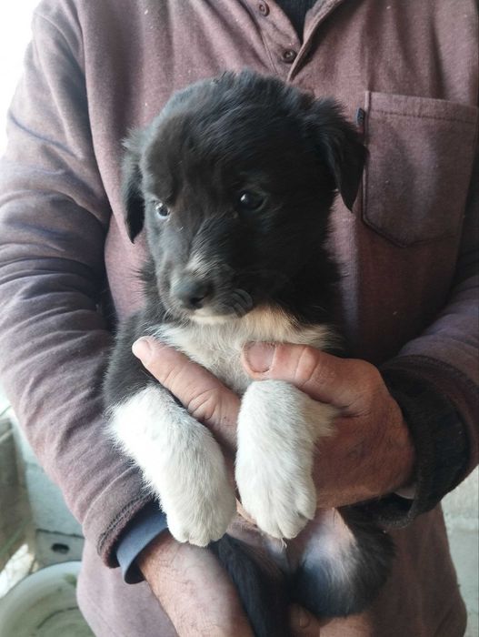 Отдам щенят бесплатно