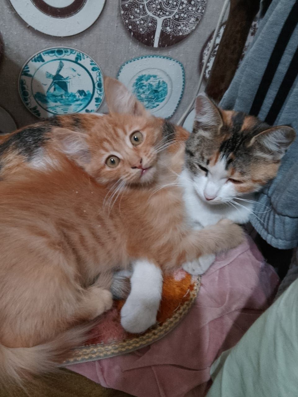 Отдам бесплатно в добрые любящие животных руки  рыжего котика, принося