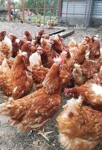 Găini roșii ouătoare rasă issa BRAWN
