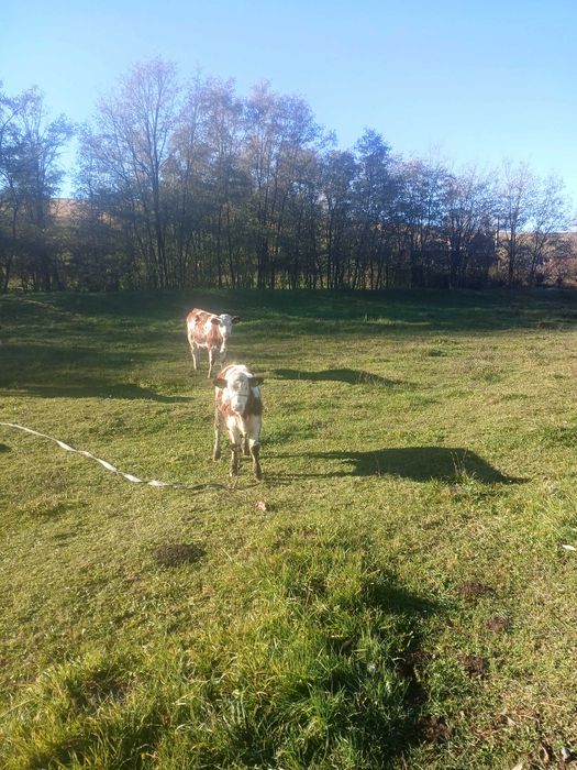 Juninca de vanzare din vaca buna de lapte