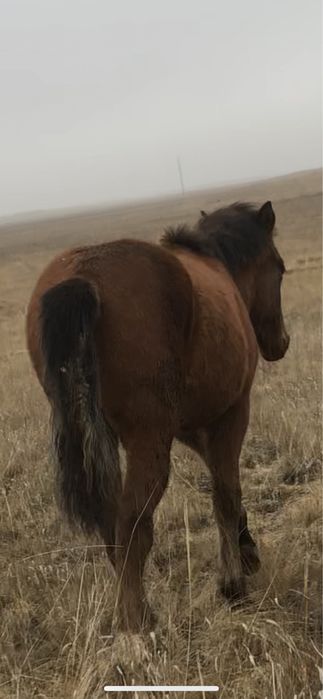 Продам жабагы оптом