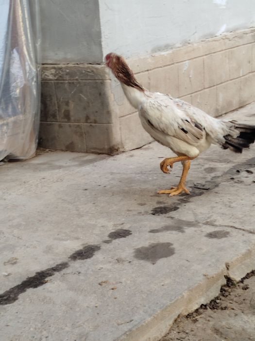 Dakan boboq tovuq Xitoy zoti zor 1tule 2oomin bolshi