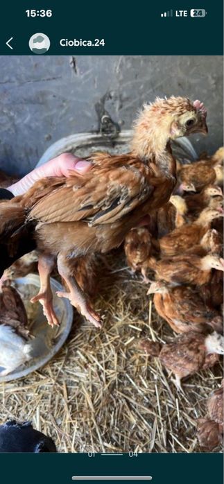 Pui de carne si rasa mixta