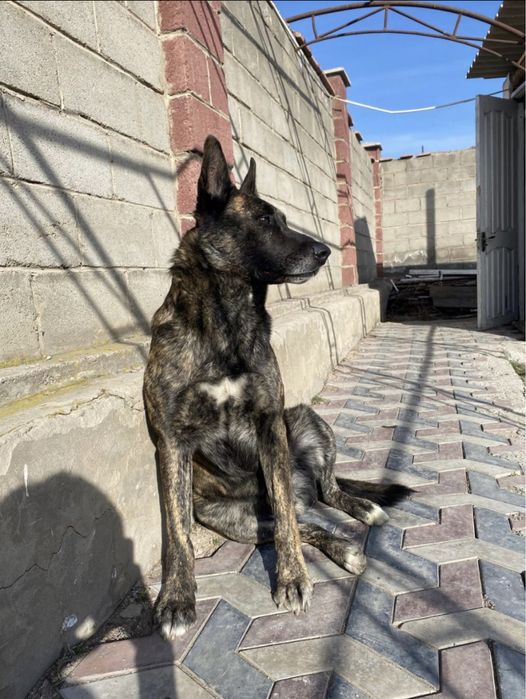 Хердер голландская овчарка вязка