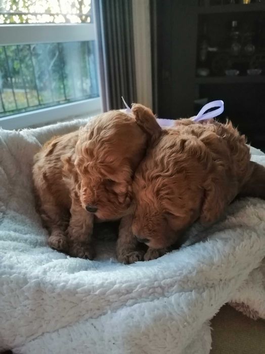 Мини пудели момчета