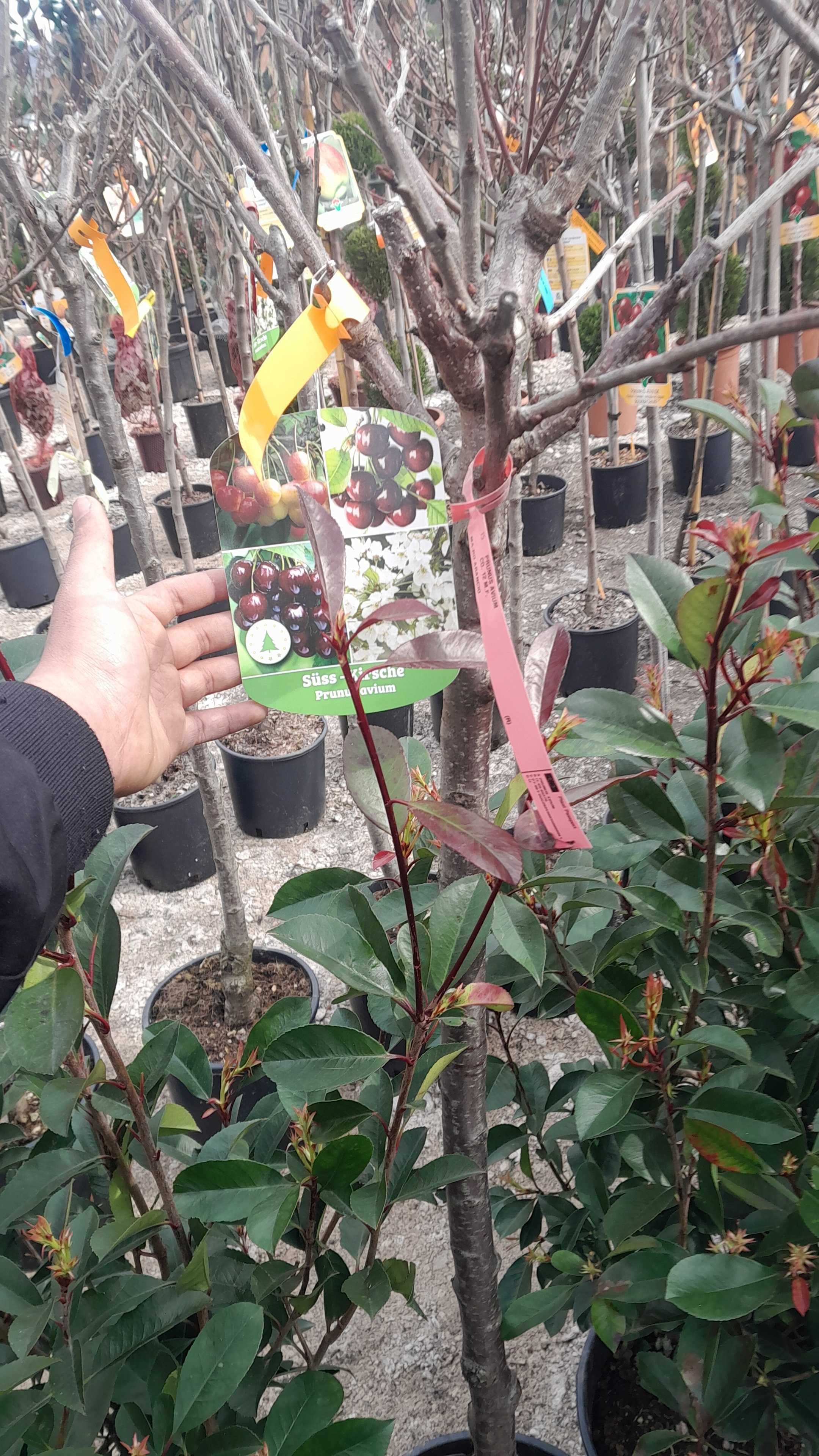 Cires Salbatic ( prunus avium )  Pomi fructiferi pe rod In ghiveci