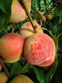 Pomi fructiferi direct de la producător