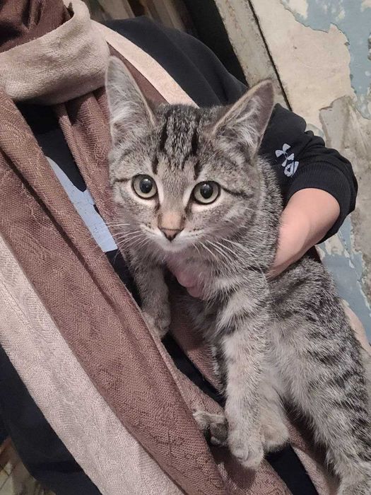 Ищем дом для котенка!