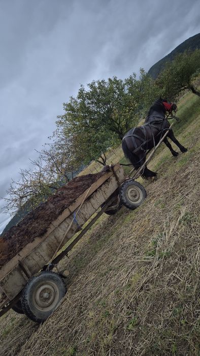 Iapa neagra de vanzare, schimb și cu vitei