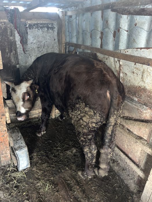 Продам быков с откорма