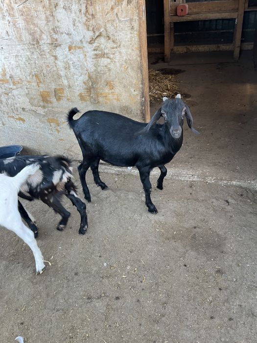 Tapuc de 5 luni spre vanzare si iada