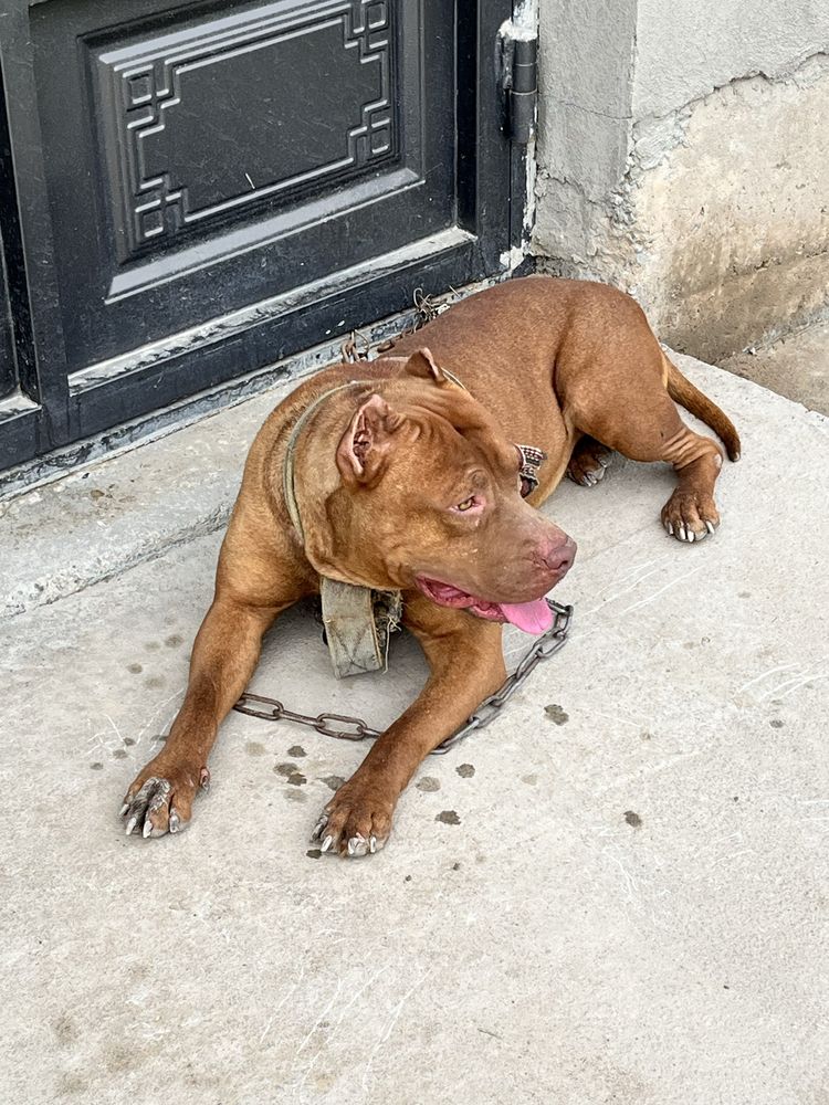 Pitbul toza zotttt