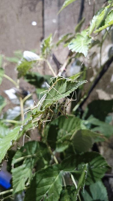 Анамски (виетнамски) пръчици