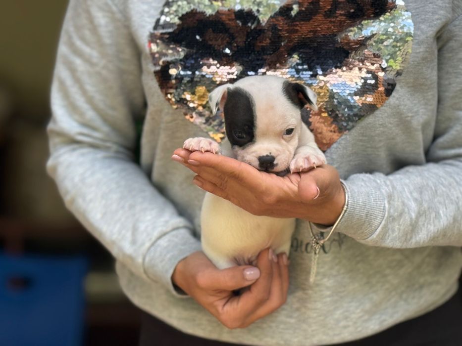 Mascul Staffordshire Bull Terrier