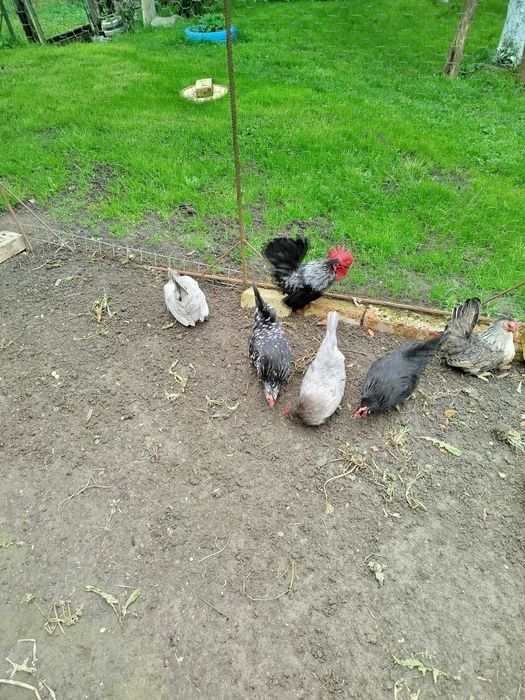 Cocoș și găinușă Chabo