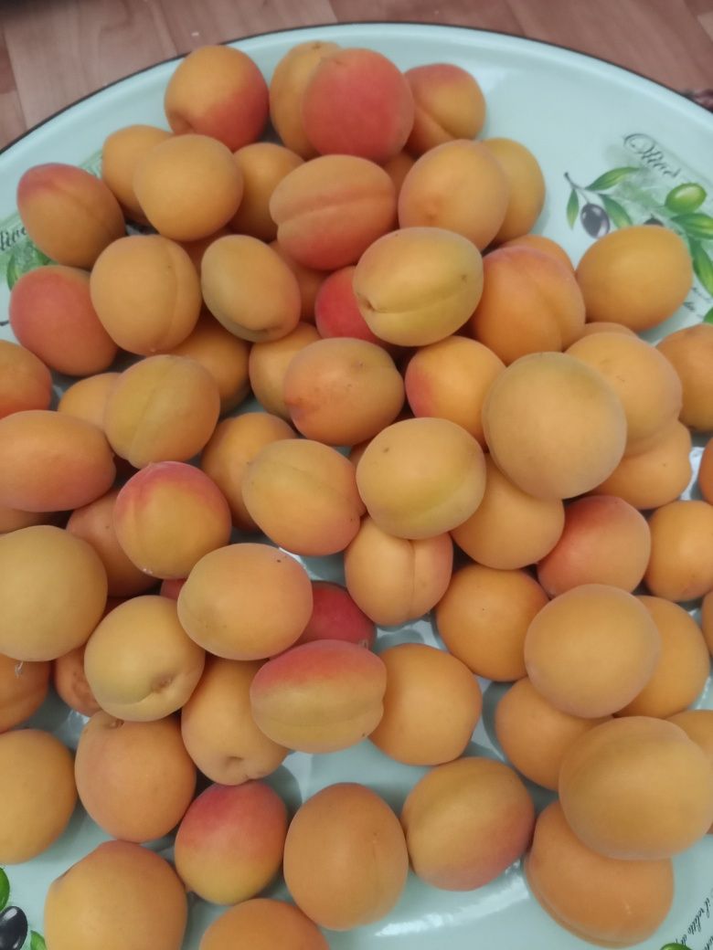 Продам абрикос со двора