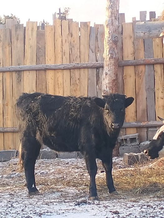 Продам тёлок 9 мес и 2.6 мес