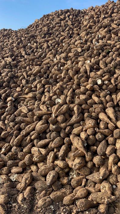 Borhot sfecla de zahăr