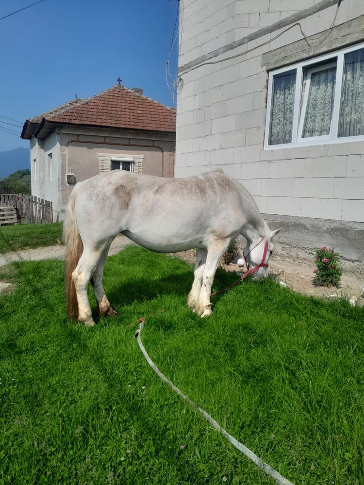 Vand iapa de 9 ani